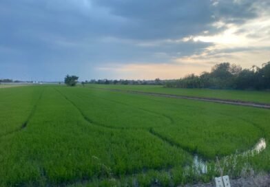 Orang Melayu di Phatum Thani kaya tanah